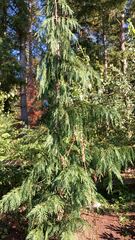 Cupressus nootkatensis