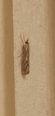 Agriphila geniculea