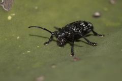 Acanthoderes funeraria