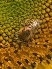 Melissodes trinodis