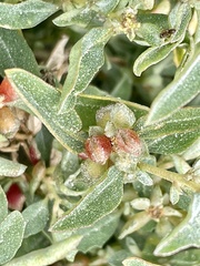 Atriplex semibaccata