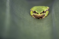Hyla