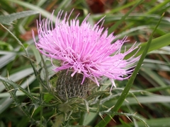 Cirsium discolor