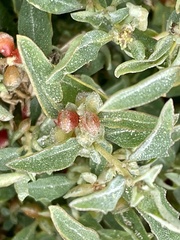 Atriplex semibaccata