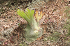 Platycerium superbum