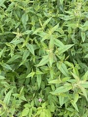 Pycnanthemum