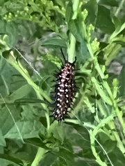 Euptoieta claudia