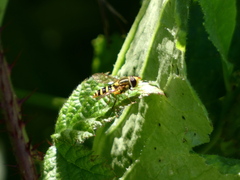 Syrphus opinator