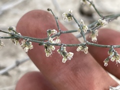 Eriogonum deflexum