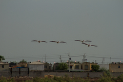 Pelecanus erythrorhynchos