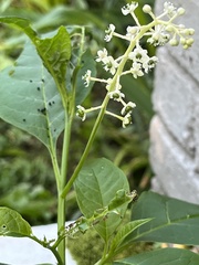 Phytolacca americana