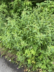 Pycnanthemum