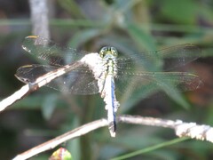Erythemis simplicicollis
