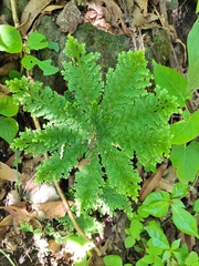 Selaginella pallescens
