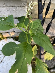 Phytolacca americana