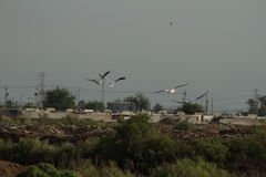 Pelecanus erythrorhynchos