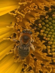 Melissodes trinodis