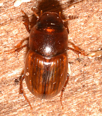 Labarrus cincticulus