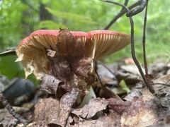 Russula rhodocephala