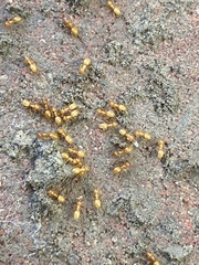 Lasius claviger