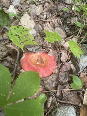 Russula rhodocephala