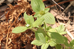 Richardia humistrata