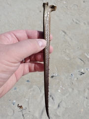 Limulus polyphemus