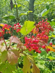 Viburnum opulus opulus