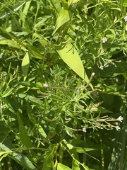 Epilobium coloratum