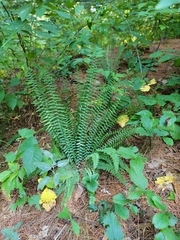 Asplenium platyneuron
