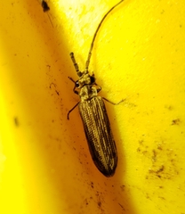 Tenomerga cinerea