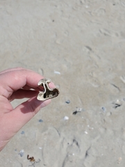 Limulus polyphemus