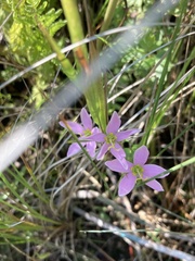 Sabatia angularis