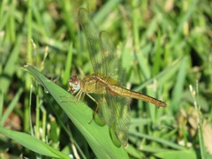 Crocothemis servilia