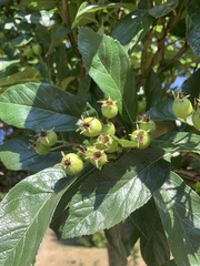 Crataegus douglasii