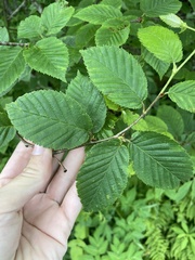 Betulaceae