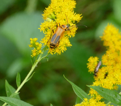 Chauliognathus pensylvanicus