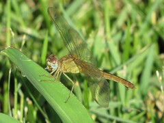 Crocothemis servilia