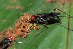 Micropezidae