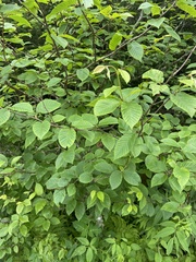 Betulaceae