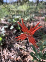 Silene laciniata