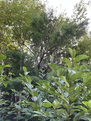 Pinus strobus
