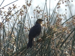 Xanthocephalus xanthocephalus