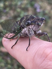 Neotibicen canicularis
