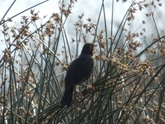 Xanthocephalus xanthocephalus