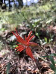 Silene laciniata