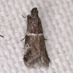 Quasisalebria atratella