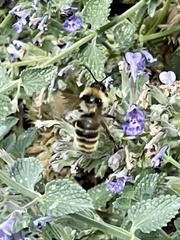 Bombus fervidus