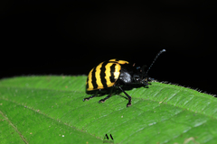 Platyphora boucardi