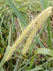 Setaria viridis